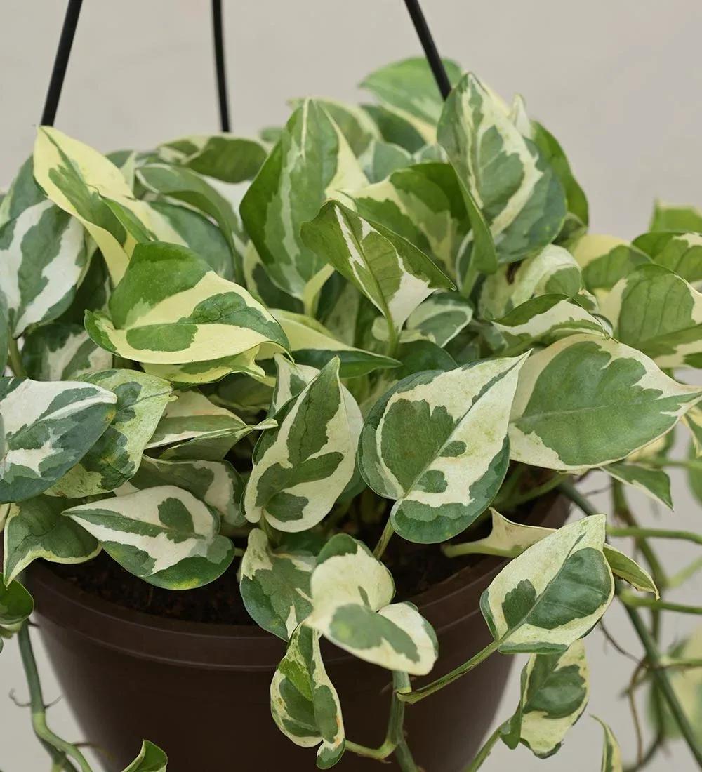 Close-up view of the N'Joy Pothos leaves showing green and cream-white variegation in a hanging pot.