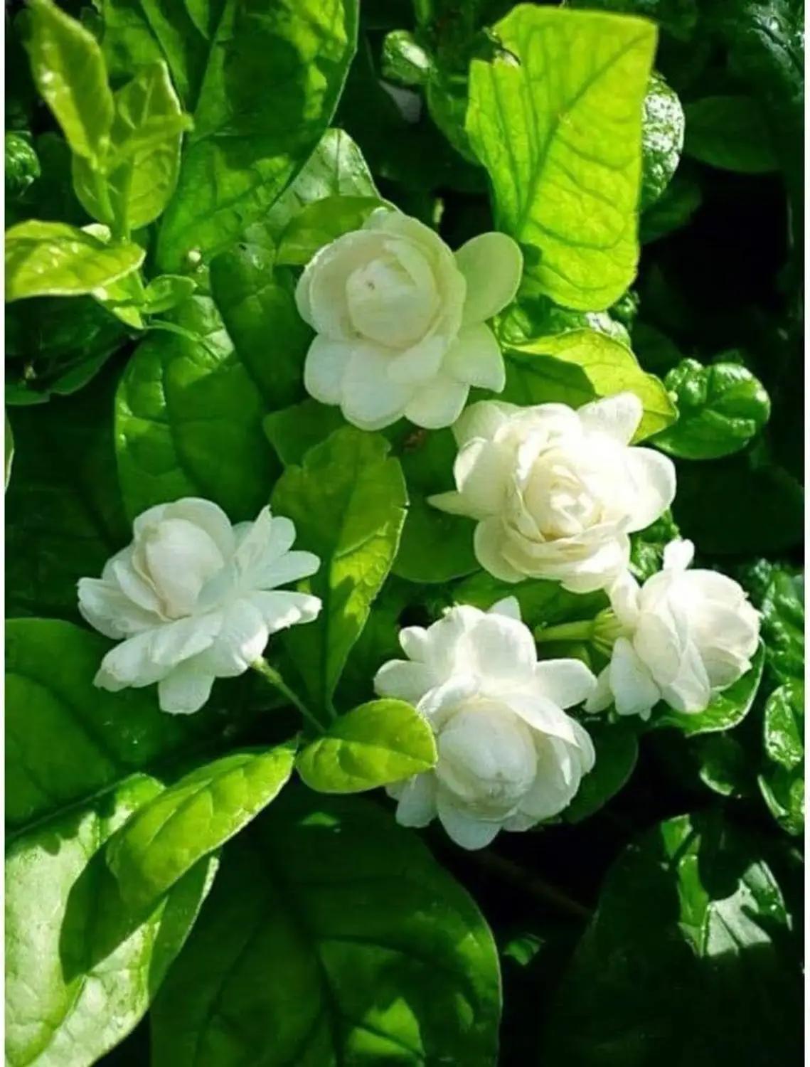 Detailed view of fresh white jasmine flowers nestled among vibrant green foliage