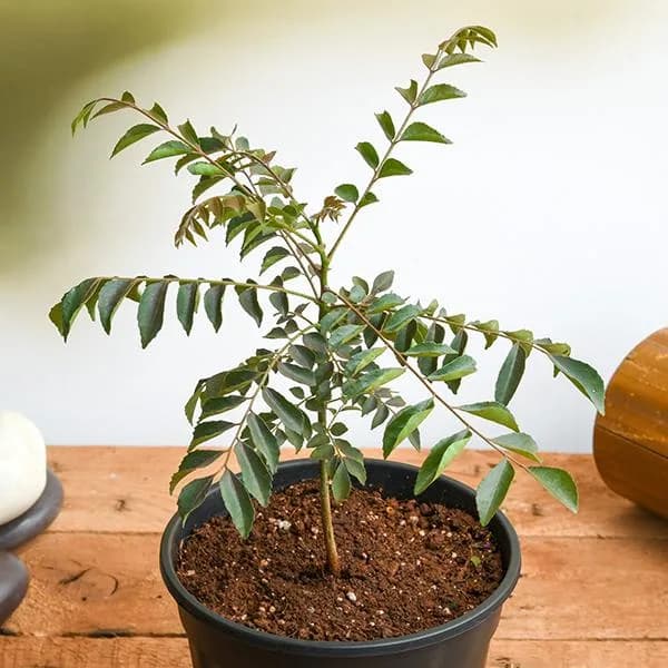 A small potted curry leaf plant placed on a wooden surface against a plain wall.