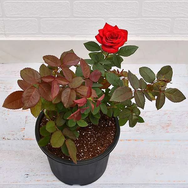 A top-down view of a small rose plant showing its dark green and bronze-tinted leaves and a single blooming red rose.