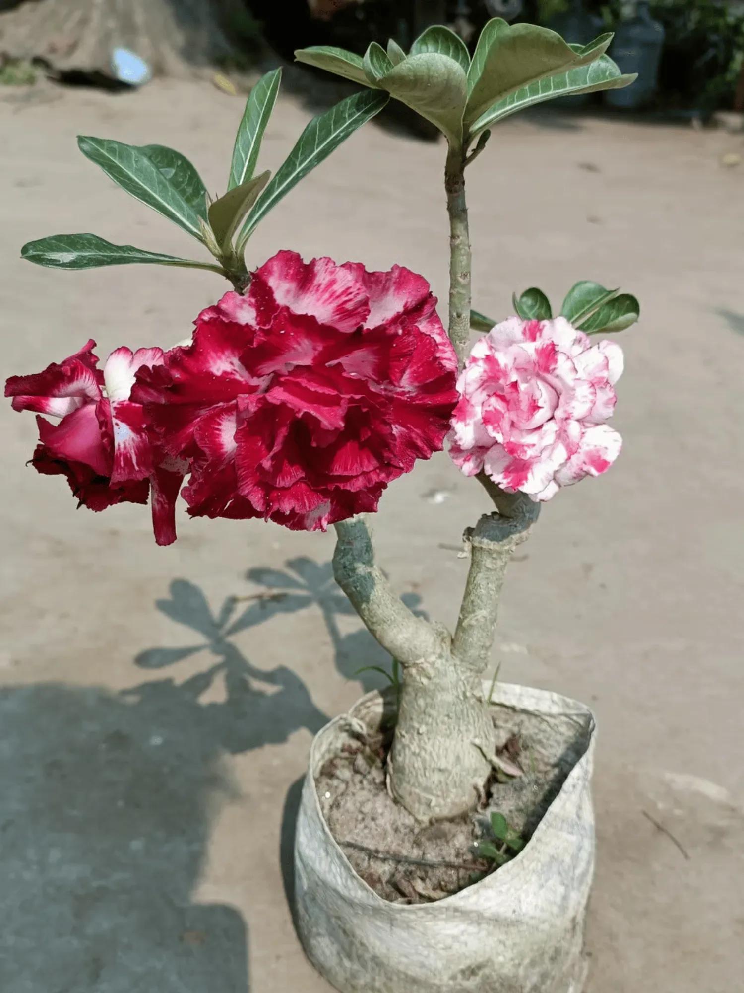 Small Adenium sapling in a plastic bag planter showing variegated red and white blooms