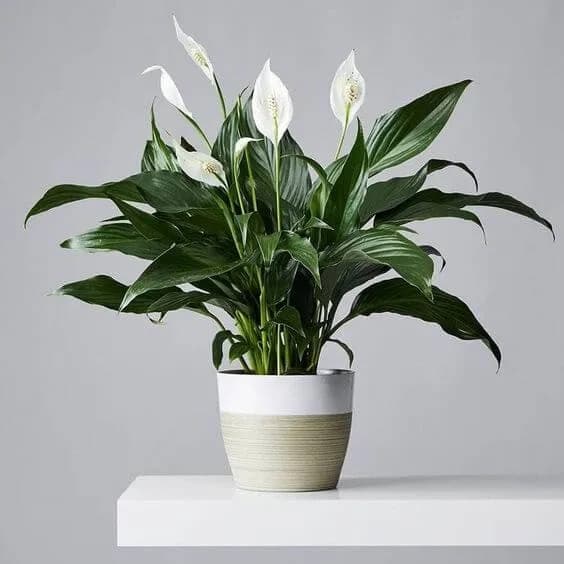 Peace Lily Plant |   (1 pc) - Image 3