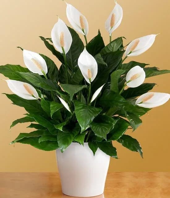 Peace Lily Plant |   (1 pc) - Image 4