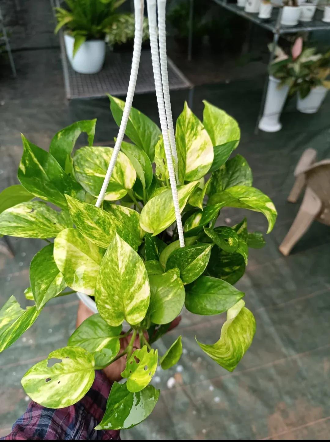 A lush variegated money plant held by a hand, featuring heart-shaped green leaves with yellow splashes, in a hanging pot.
