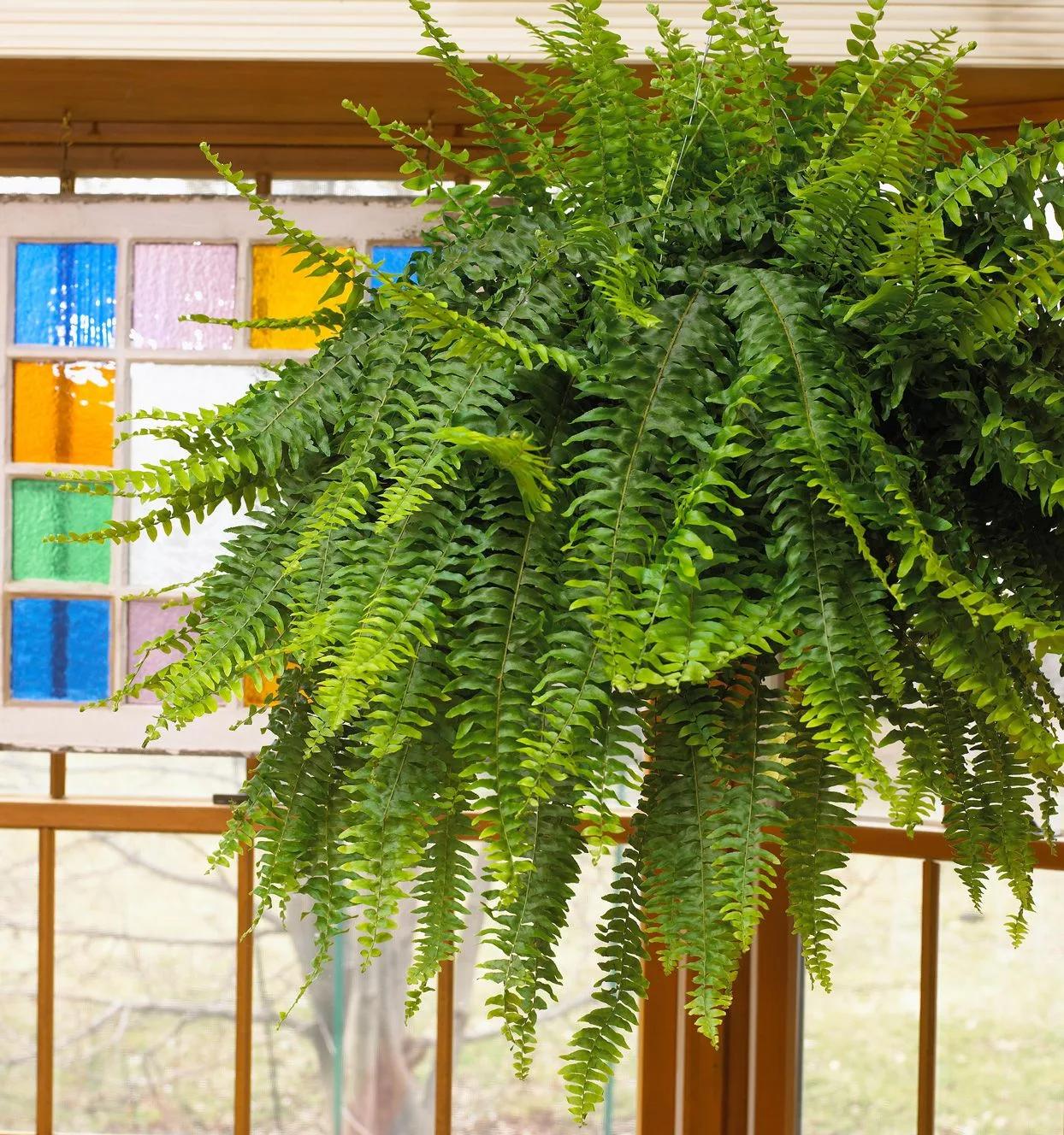 A lush Boston Fern hanging in front of a window with colourful glass panes.