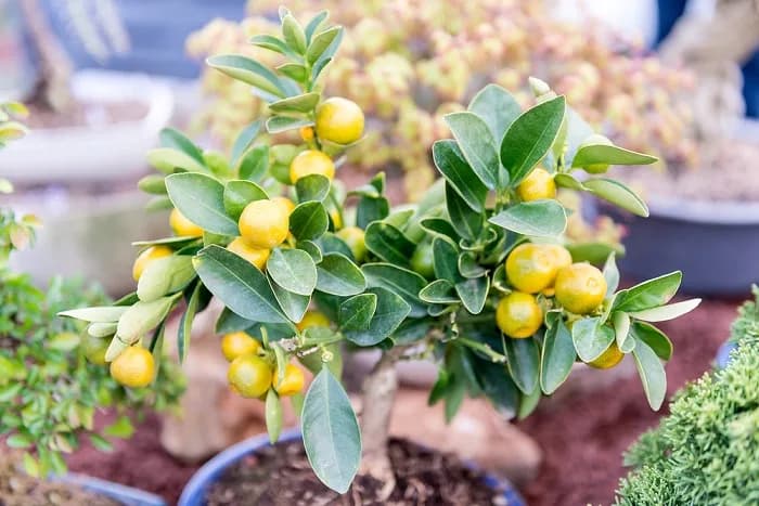 A small lemon tree showing vibrant green leaves and multiple yellow ripening fruits.