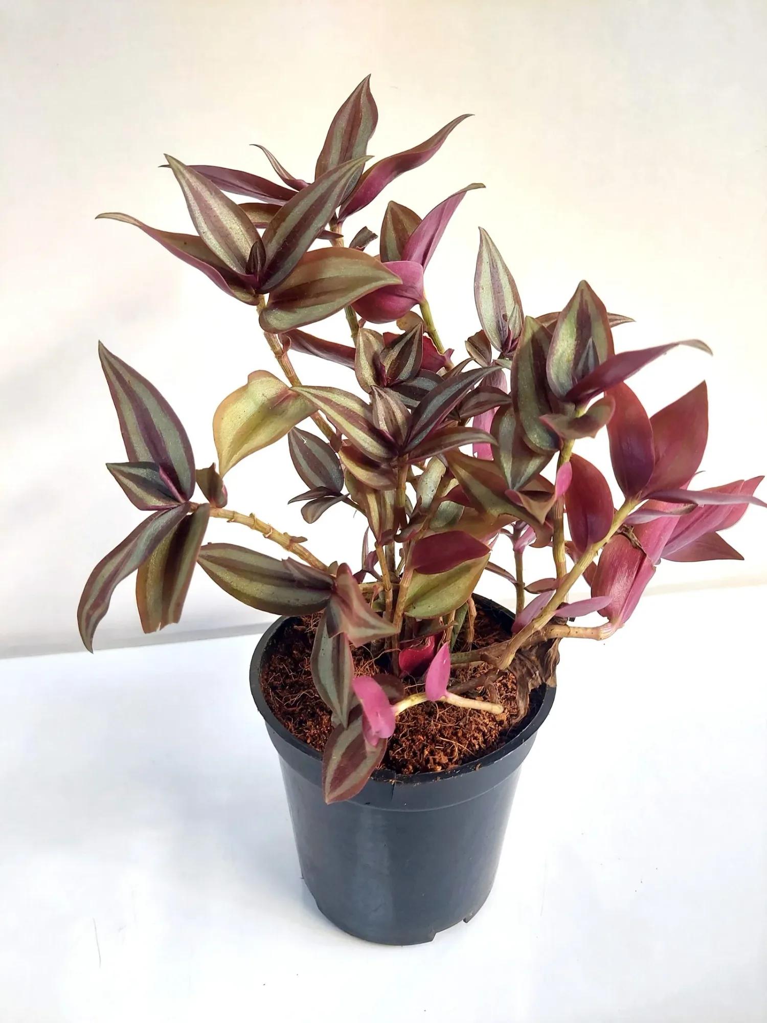 A Tradescantia zebrina plant in a black plastic pot against a plain white background.