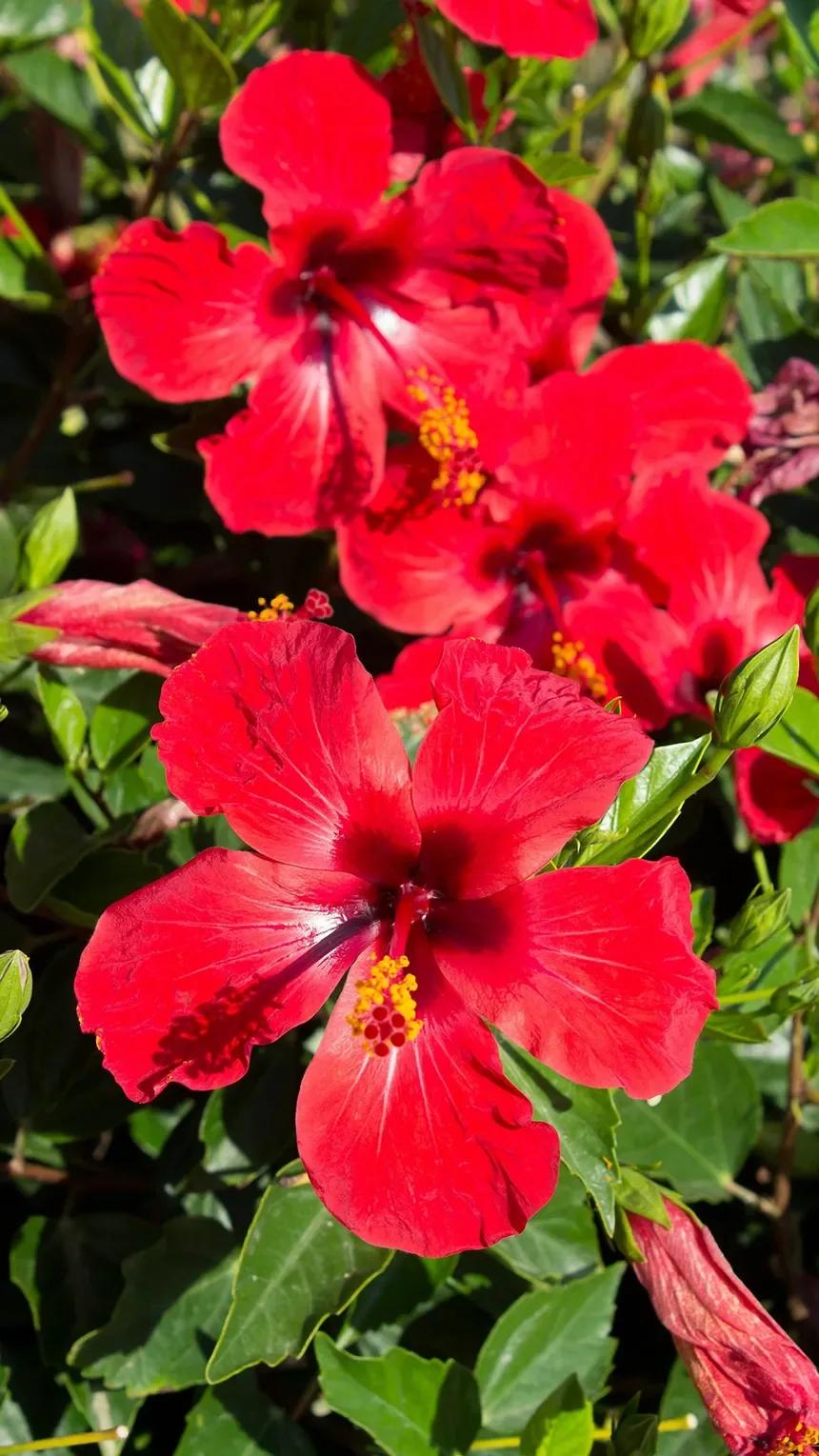 Red Hibiscus Flowering Plant (JOBA) - Image 2